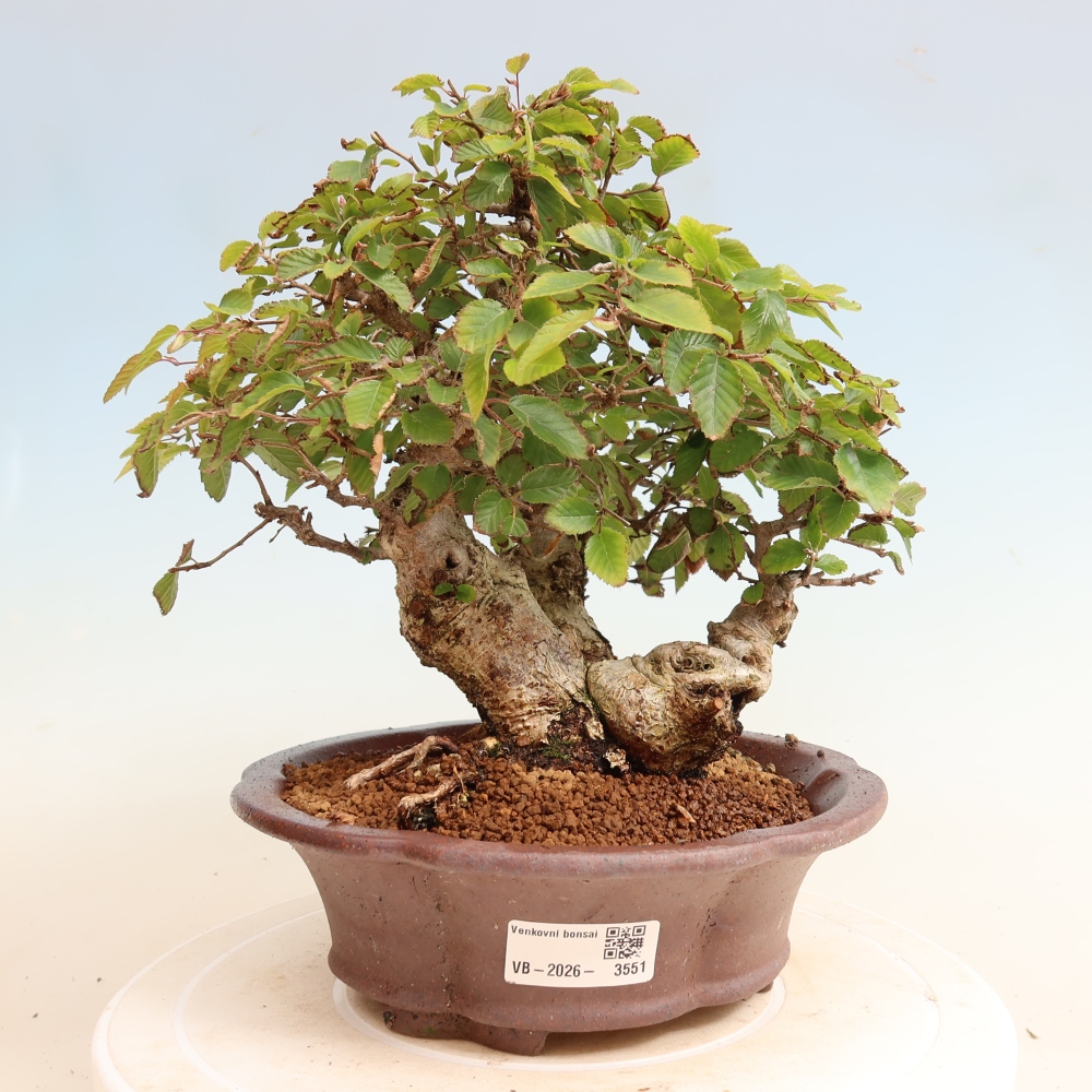 Outdoor bonsai - Carpinus CARPINOIDES - grab koreański