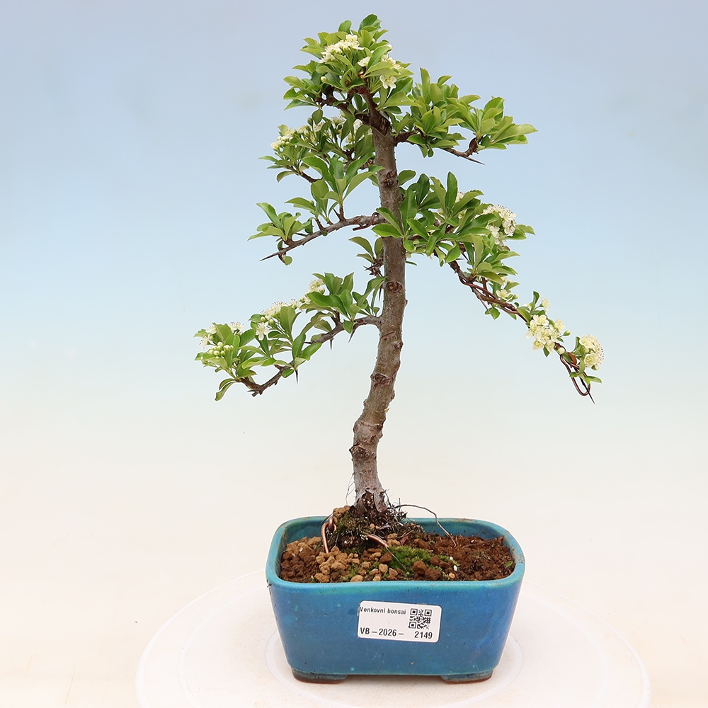 Bonsai ogrodowe – Pyracantha teton – ognik szkarłatny