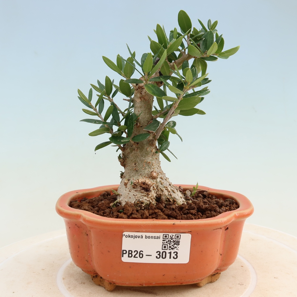 Bonsai do wnętrz - Olea europaea sylvestris