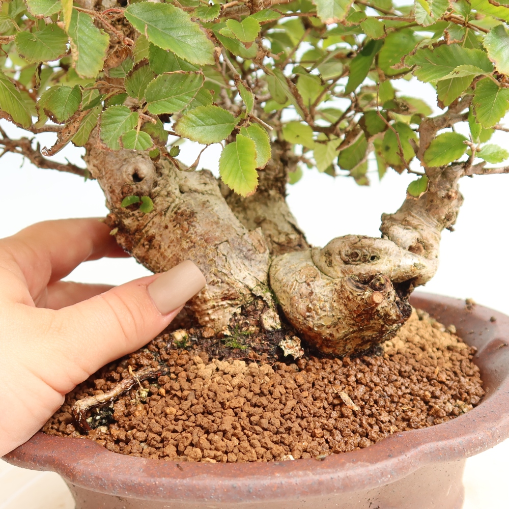 Outdoor bonsai - Carpinus CARPINOIDES - grab koreański