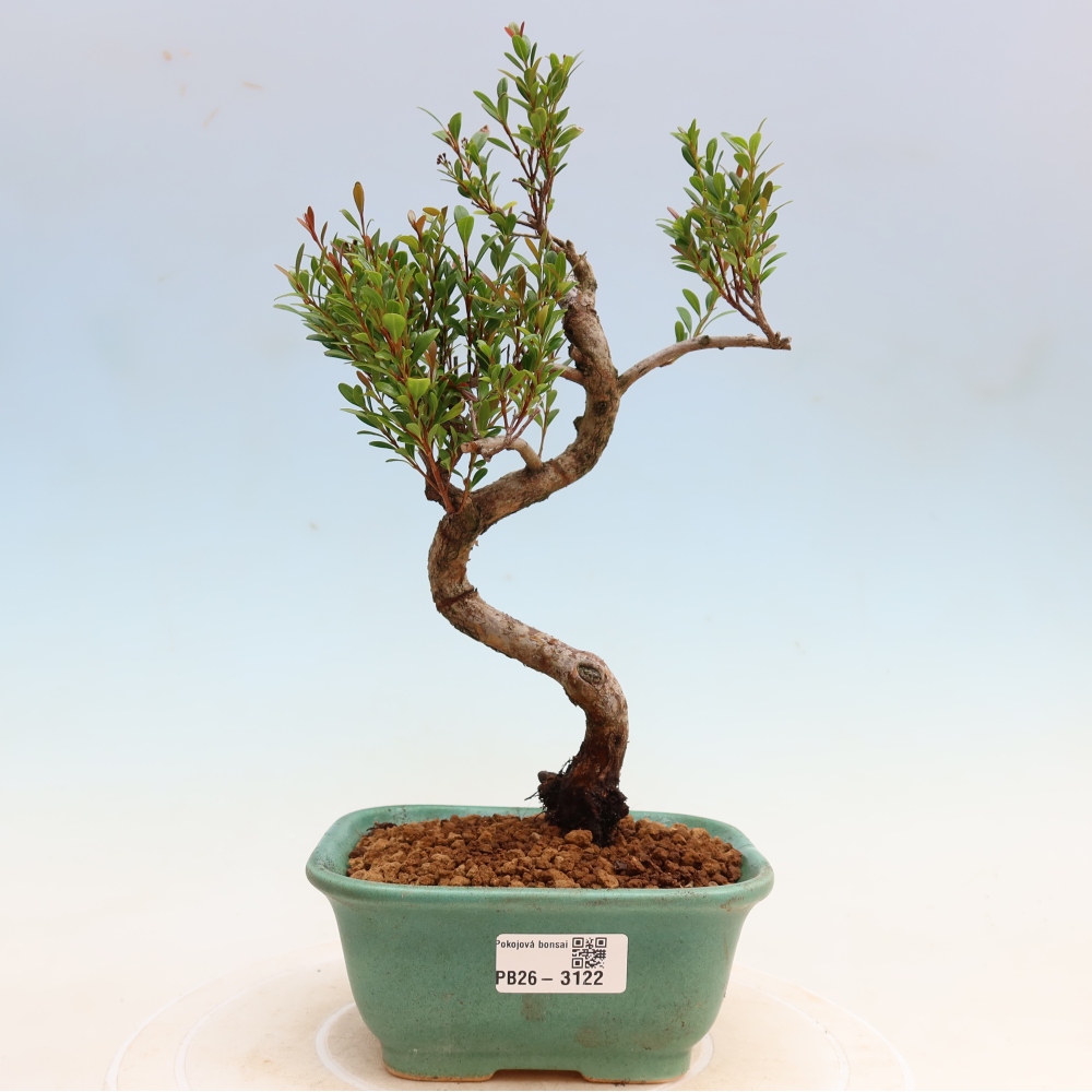 Pokój bonsai - Syzygium - Pimento