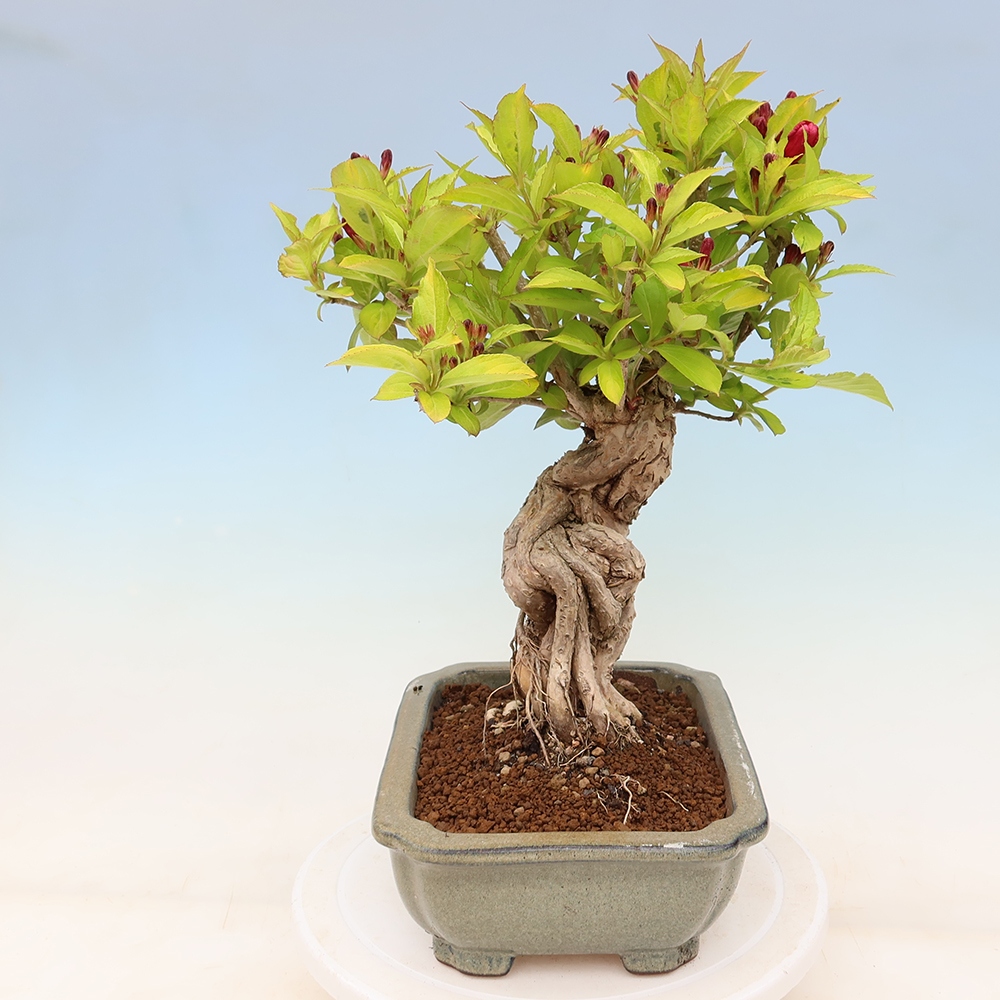 Bonsai ogrodowe – Weigela subsessilis – Weigela koreańska