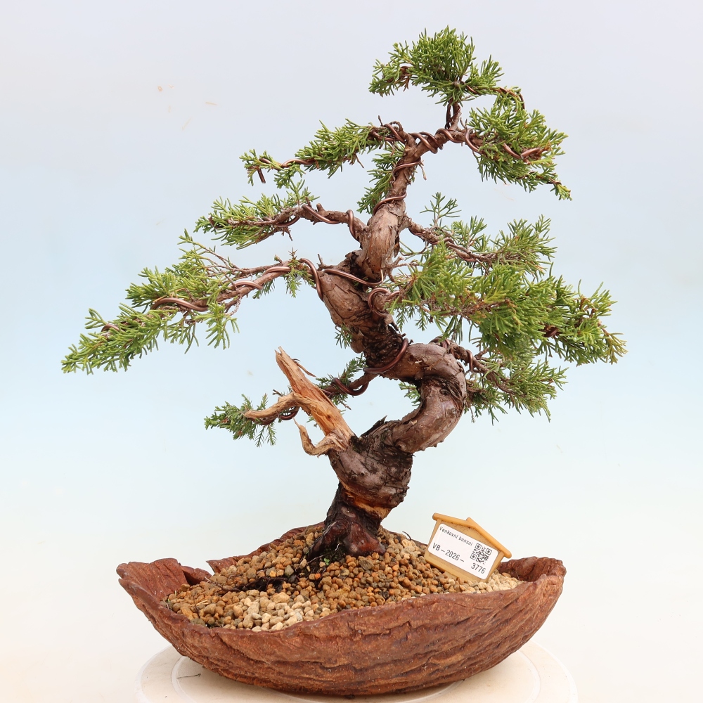 Bonsai ogrodowe – Juniperus chinensis Itoigawa – jałowiec chiński