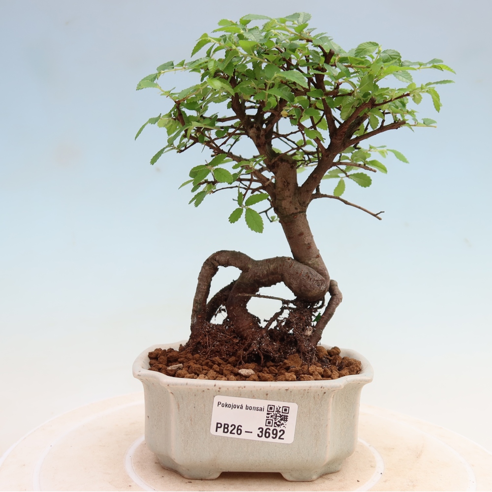Pokój bonsai - Ulmus parvifolia - Wiąz drobnolistny