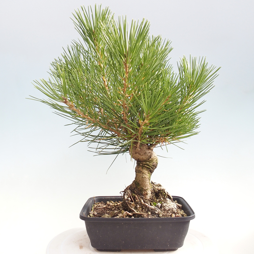 Outdoor bonsai - Pinus thunbergii - sosna Thunberga