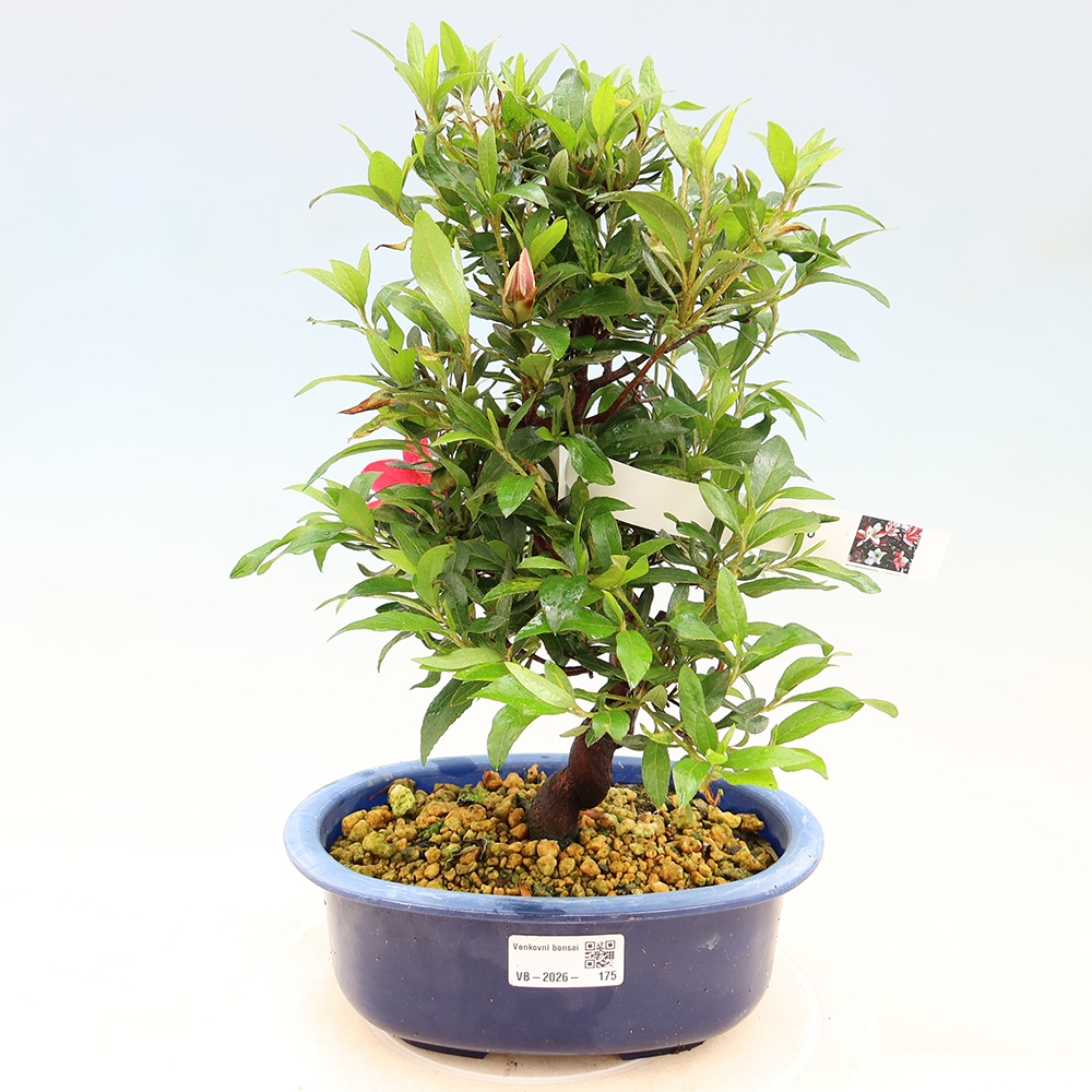 Bonsai zewnętrzne - Azalia japońska - Azalia CHIHIRO