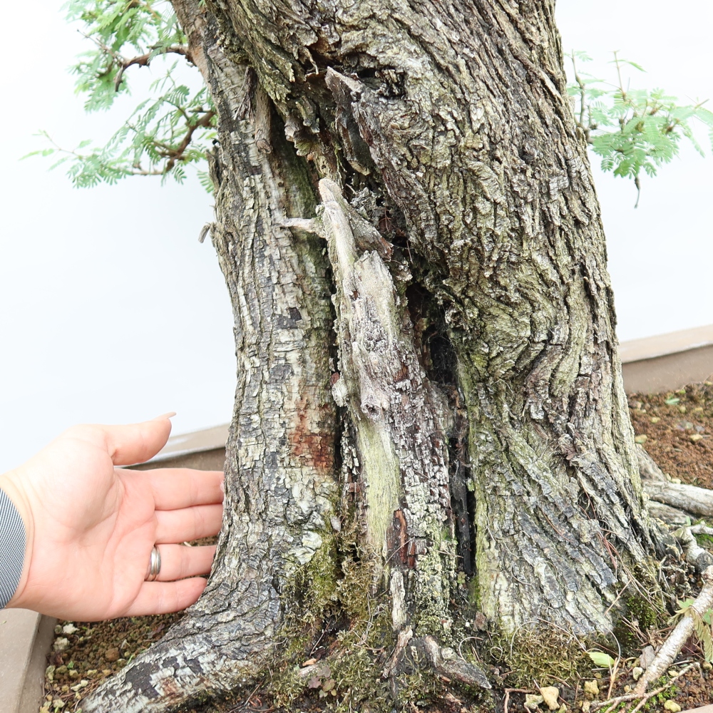 Bonsai pokojowe – Akacja arabica
