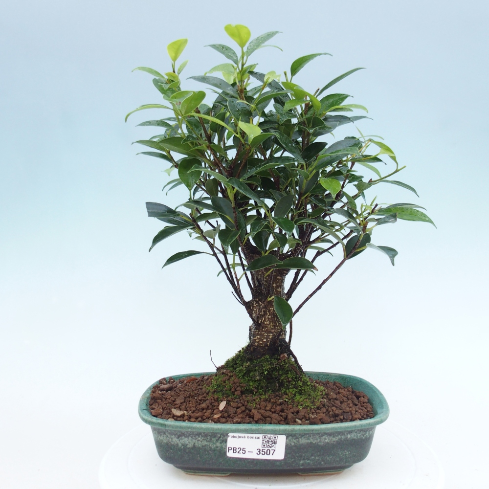 Pokój bonsai - Ficus retusa - figowiec drobnolistny