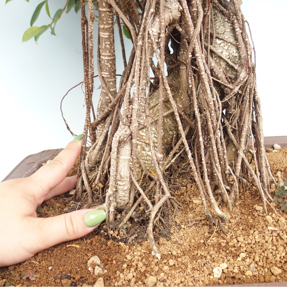 Bonsai pokojowe - Ficus kimmen - figowiec drobnolistny - WYŁĄCZNIE ODBIÓR OSOBISTY lub transport paletowy