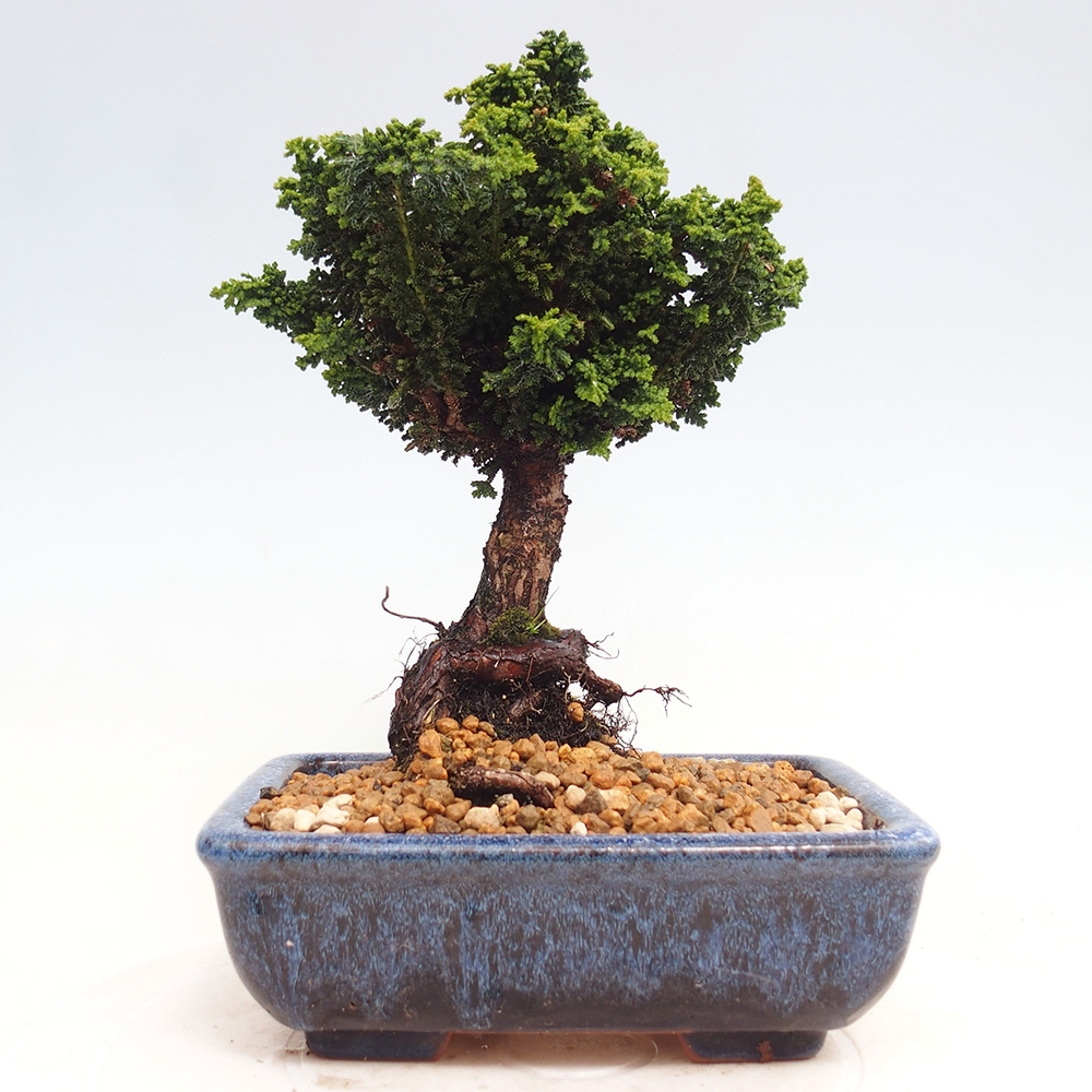 Bonsai zewnętrzne - Cham. obtusa SEKKA HINOKI - Cyprys
