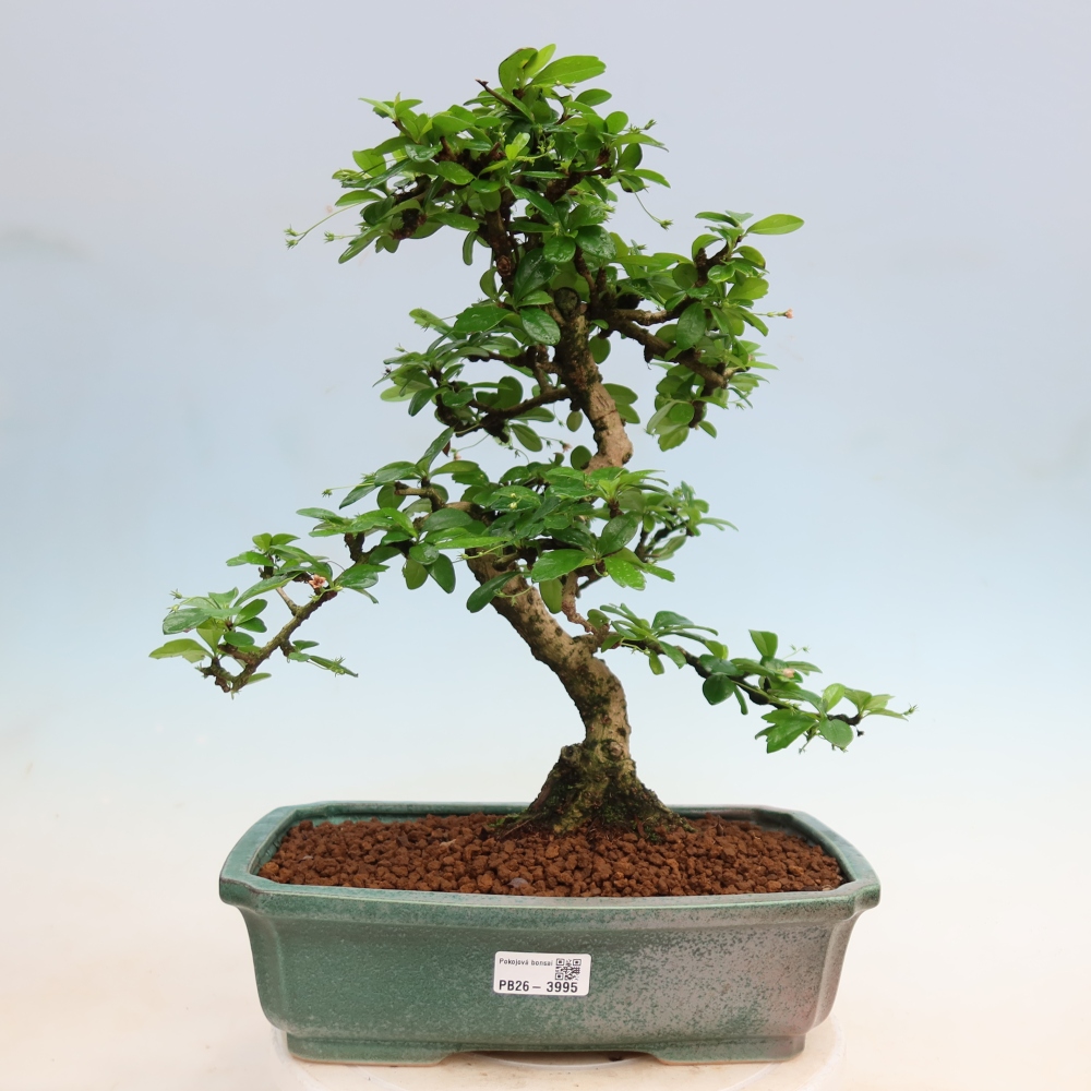 Bonsai pokojowe - Carmona macrophylla - Tea fuki