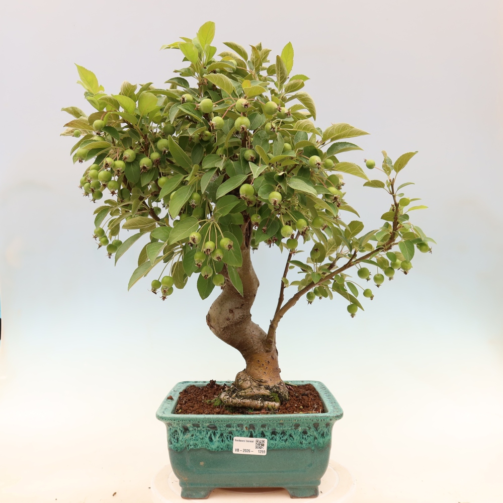 Outdoor bonsai - Malus halliana - Jabłoń drobnoowocowa