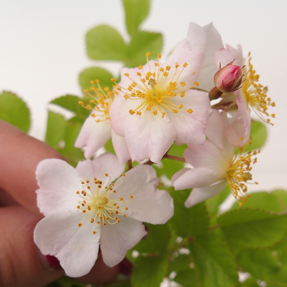 Bonsai na zewnątrz - Rosa sp. - róża drobnokwiatowa