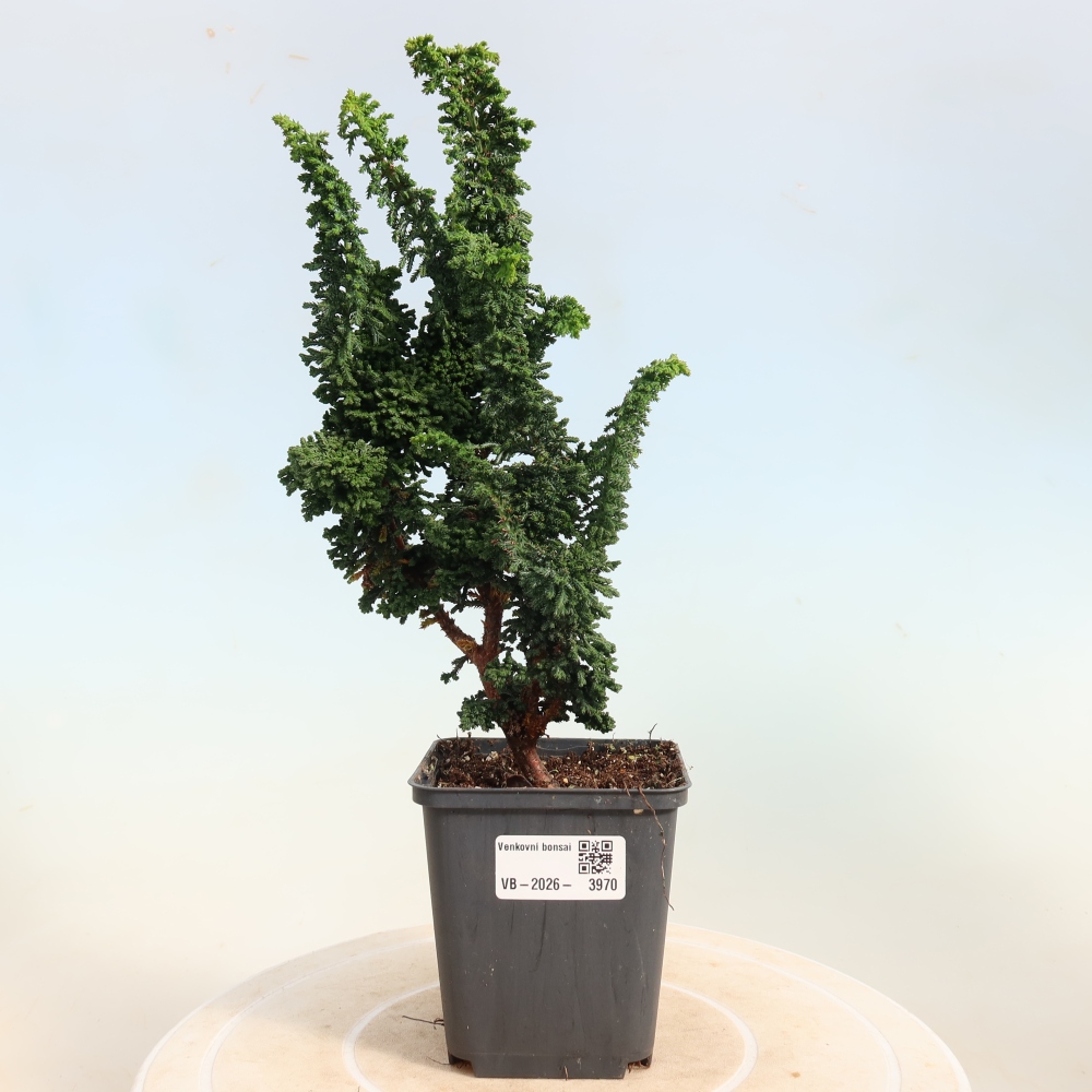 Bonsai zewnętrzne - Cham. obtusa SEKKA HINOKI - Cyprys