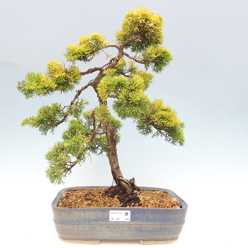 Bonsai plenerowe - Juniperus chinensis plumosa aurea - chiński jałowiec złoty
