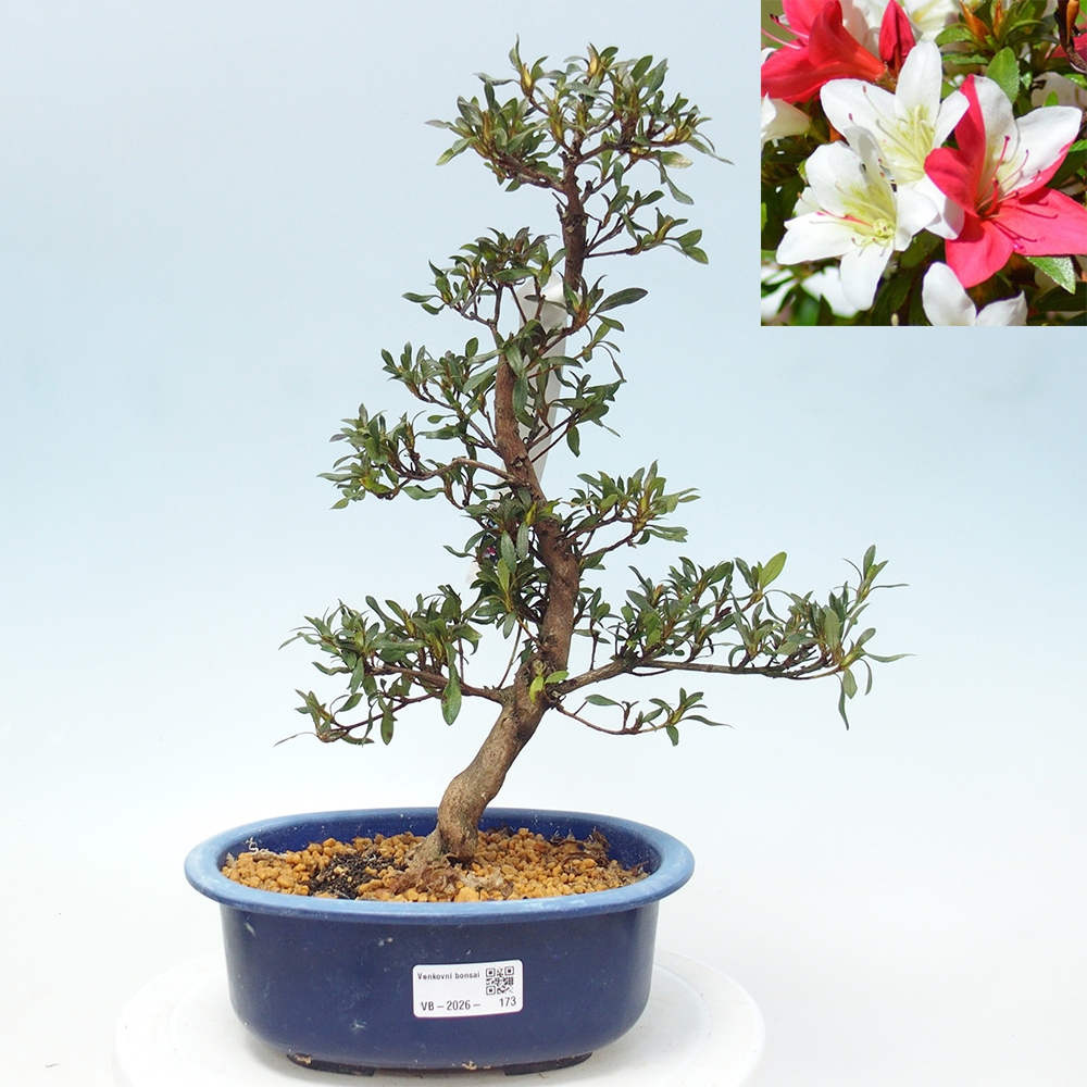 Bonsai zewnętrzne - Azalia japońska - Azalia CHIHIRO