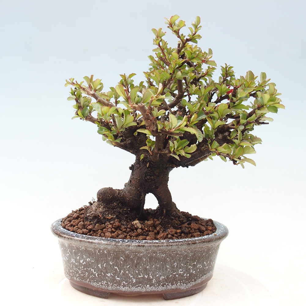 Bonsai zewnętrzne - Chaneomeles speciosa - Pigwa