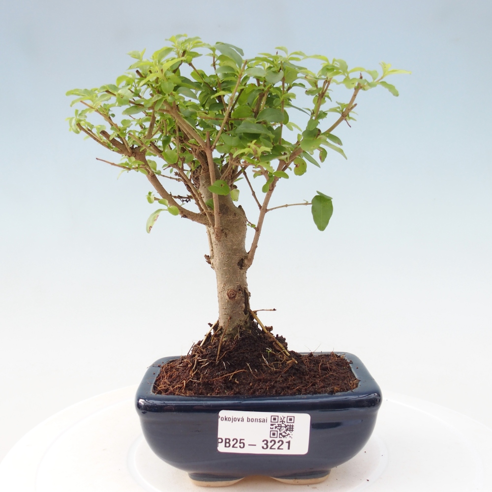 Pokój bonsai - Ligustrum chinensis - Dziób ptaka