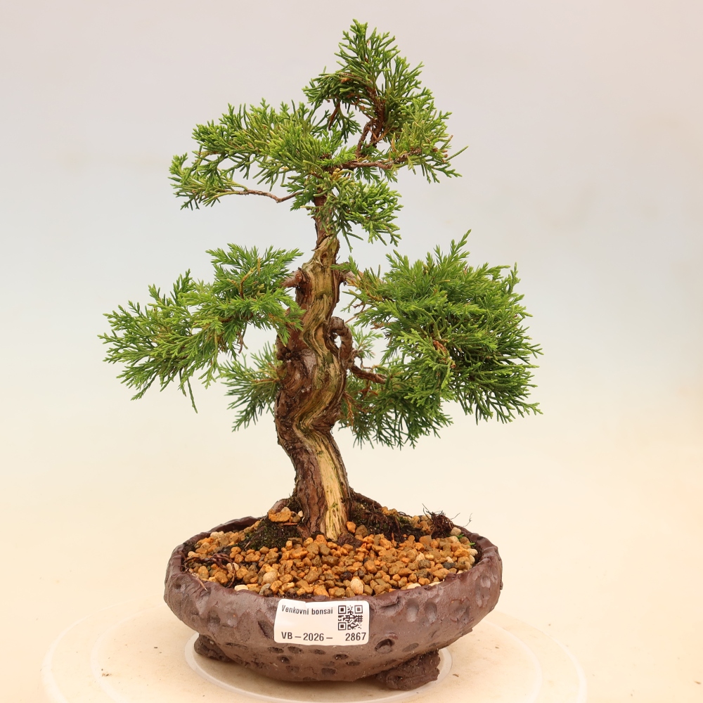 Outdoor bonsai - Juniperus chinensis Itoigawa