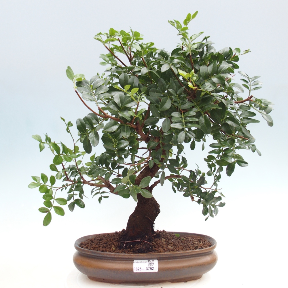 Bonsai pokojowe - Pistacja