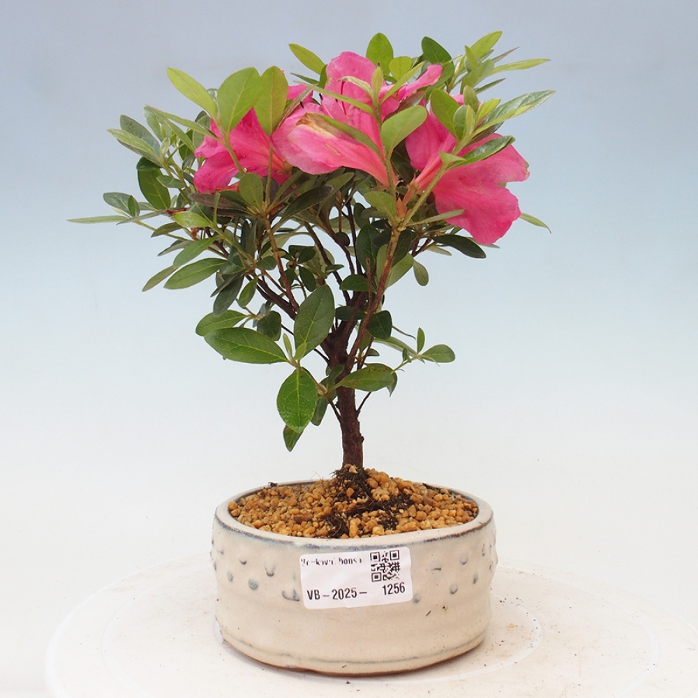 Bonsai zewnętrzne - Azalia japońska - Azalea sp.