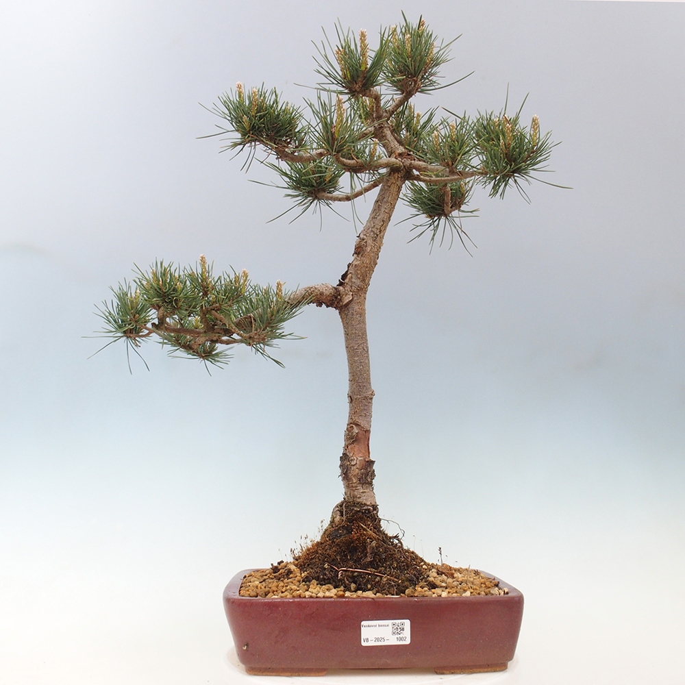 Outdoor bonsai - Pinus Sylvestris - sosna zwyczajna