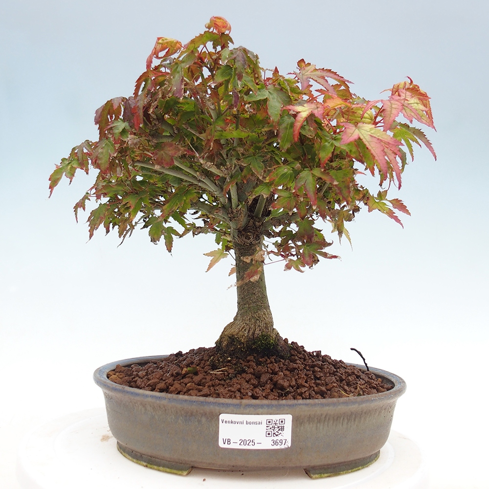 Acer palmatum KIOHIME - klon palmowy