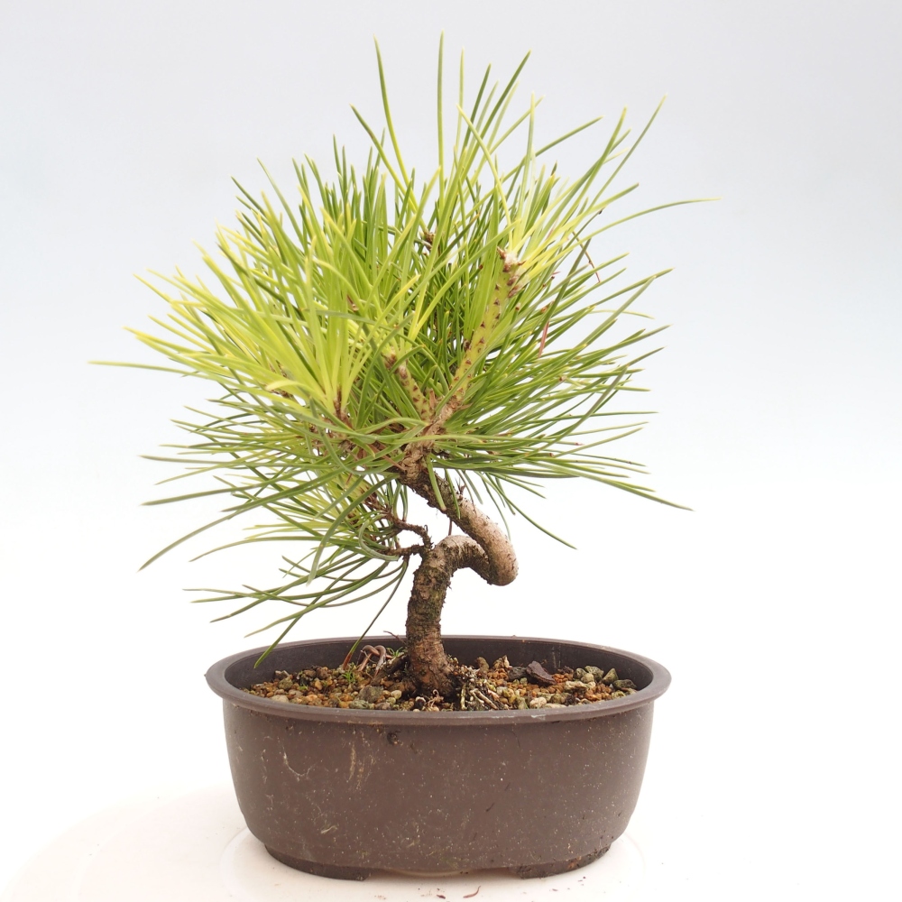 Bonsai ogrodowe - Pinus thunbergii - Sosna Thunbergia