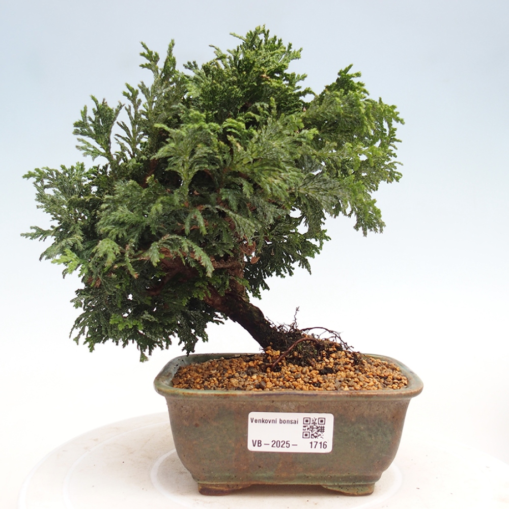 Outdoor bonsai - Cham.pis Parslori - Cyprys