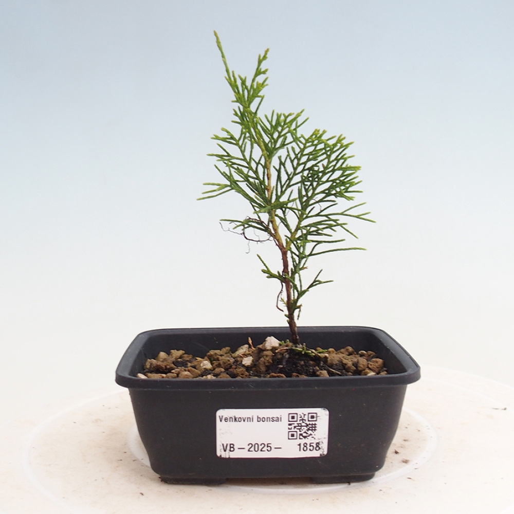 Outdoor bonsai - Juniperus chinensis Itoigawa - Jałowiec chiński