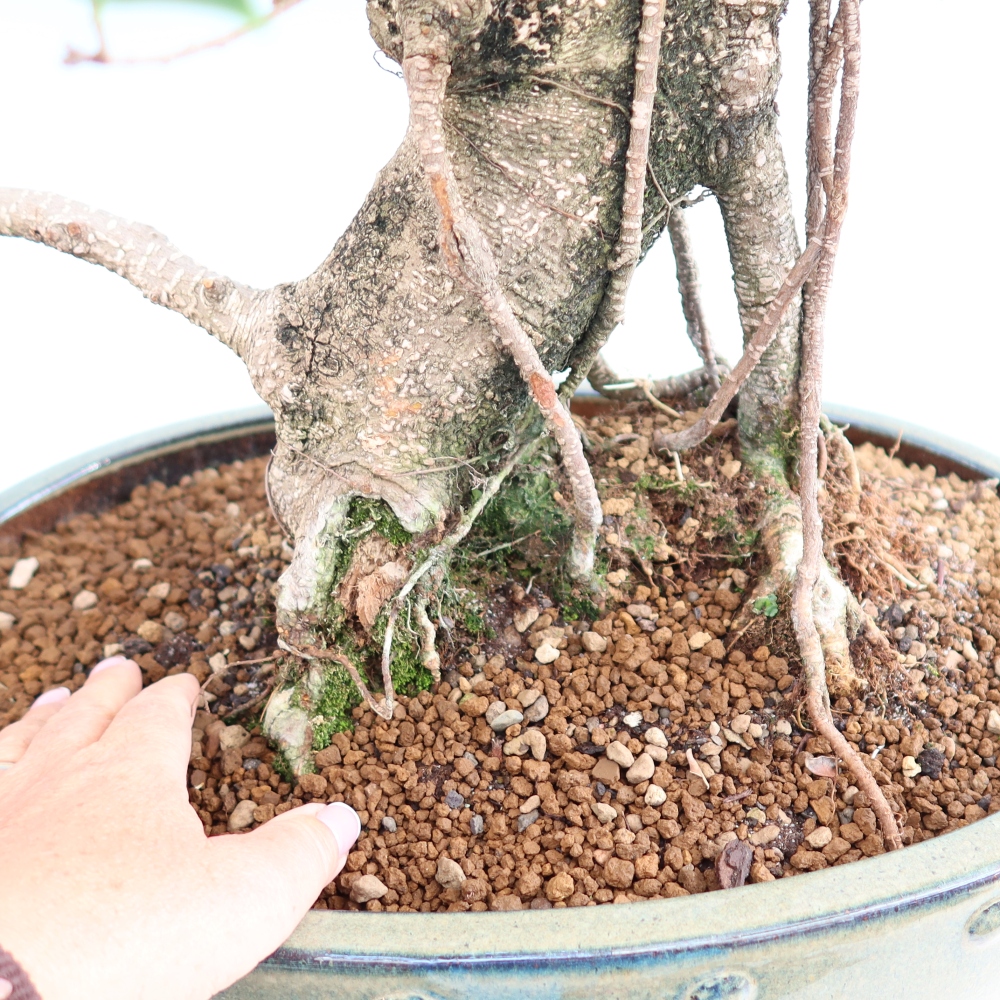Pokój bonsai - Ficus kimmen - figowiec drobnolistny