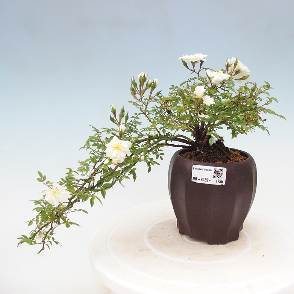 Bonsai na zewnątrz - Rosa Sea Foam - róża 