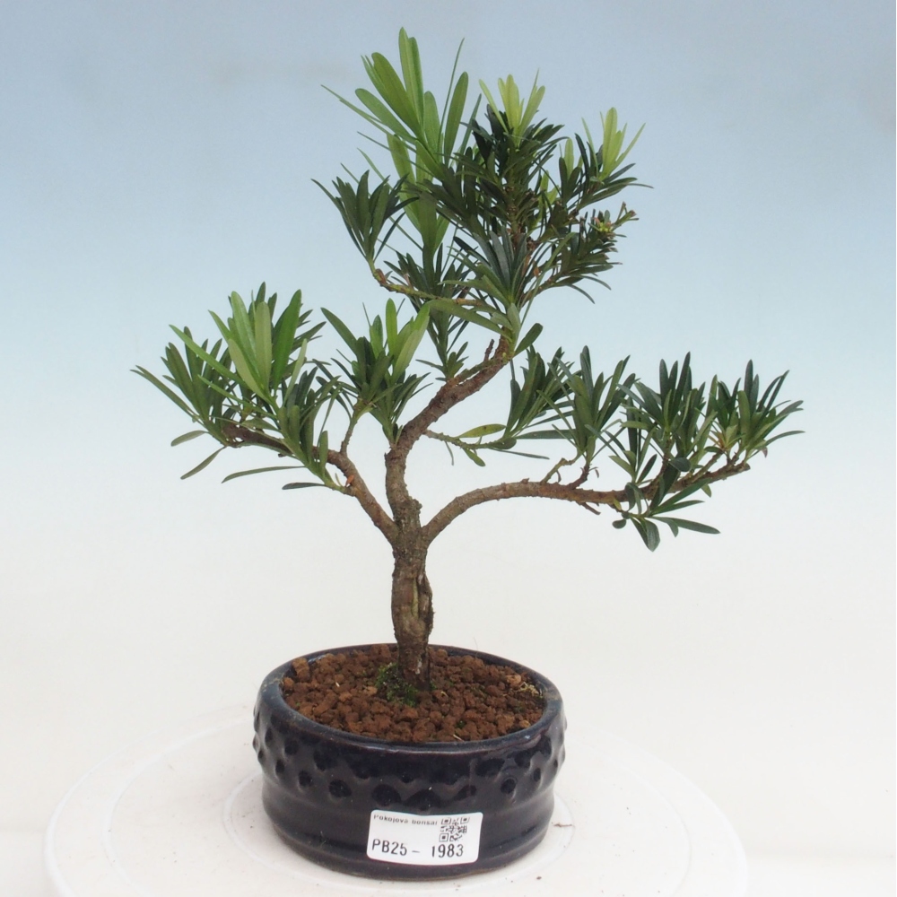 Kryty bonsai - Podocarpus - Kamień tys