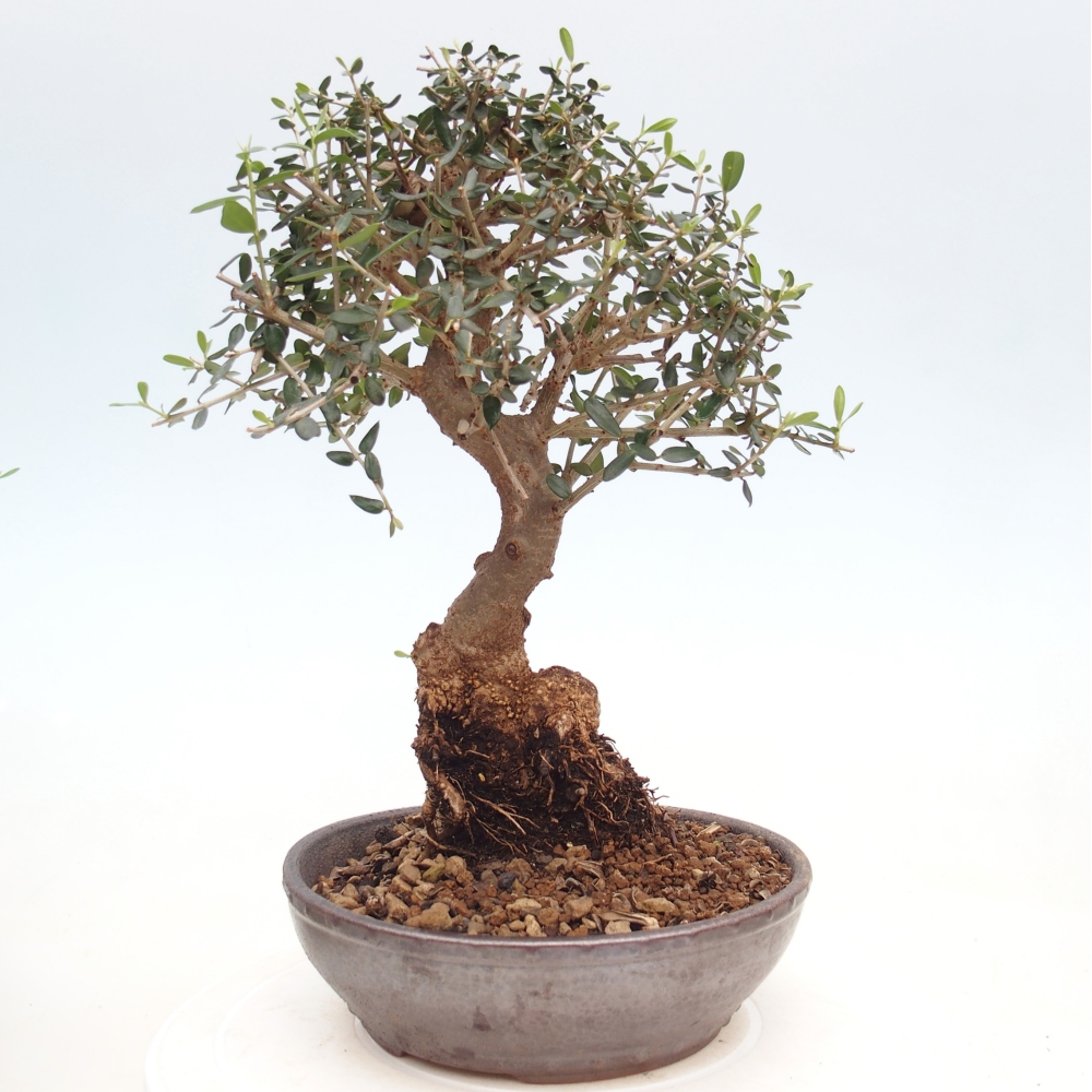 Bonsai do wnętrz - Olea europaea sylvestris