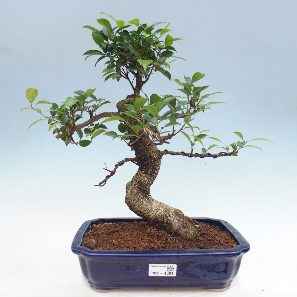 Pokój bonsai - Ficus kimmen - figowiec drobnolistny