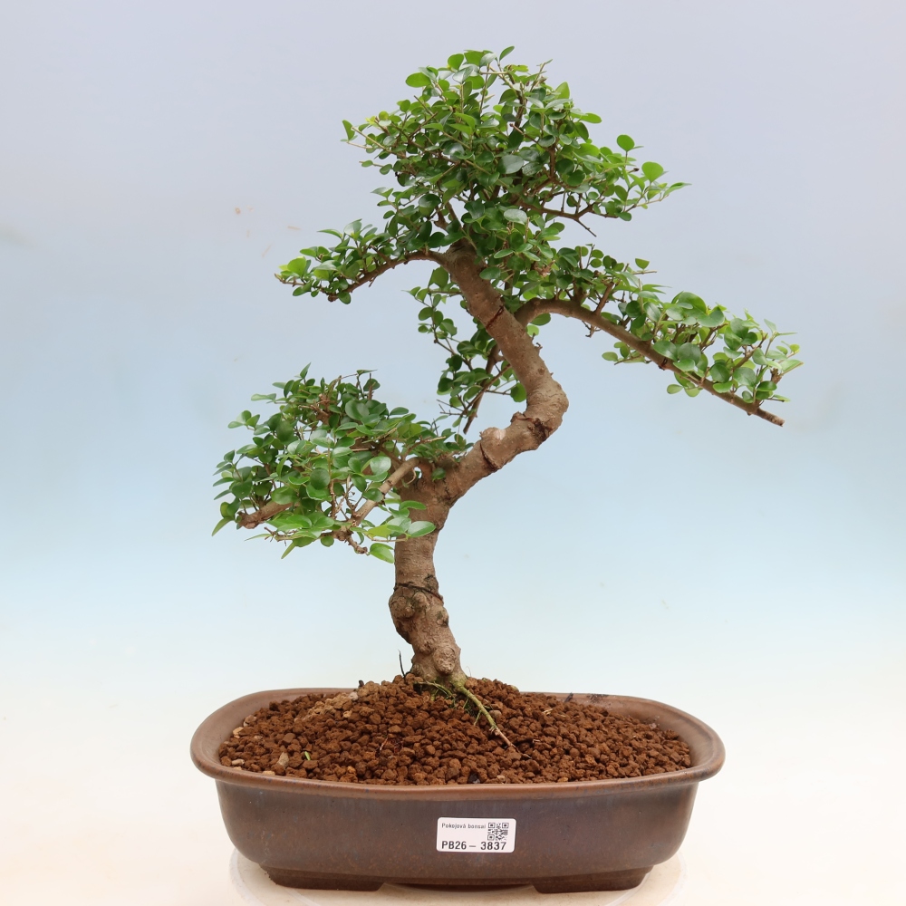 Pokój bonsai - Ligustrum retusa - dziób ptaka drobnolistnego