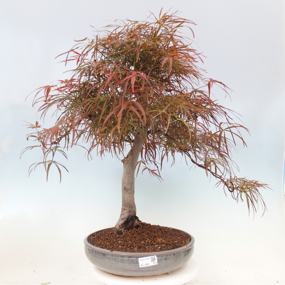 Bonsai zewnętrzne - Acer palmatum RED PYGMY