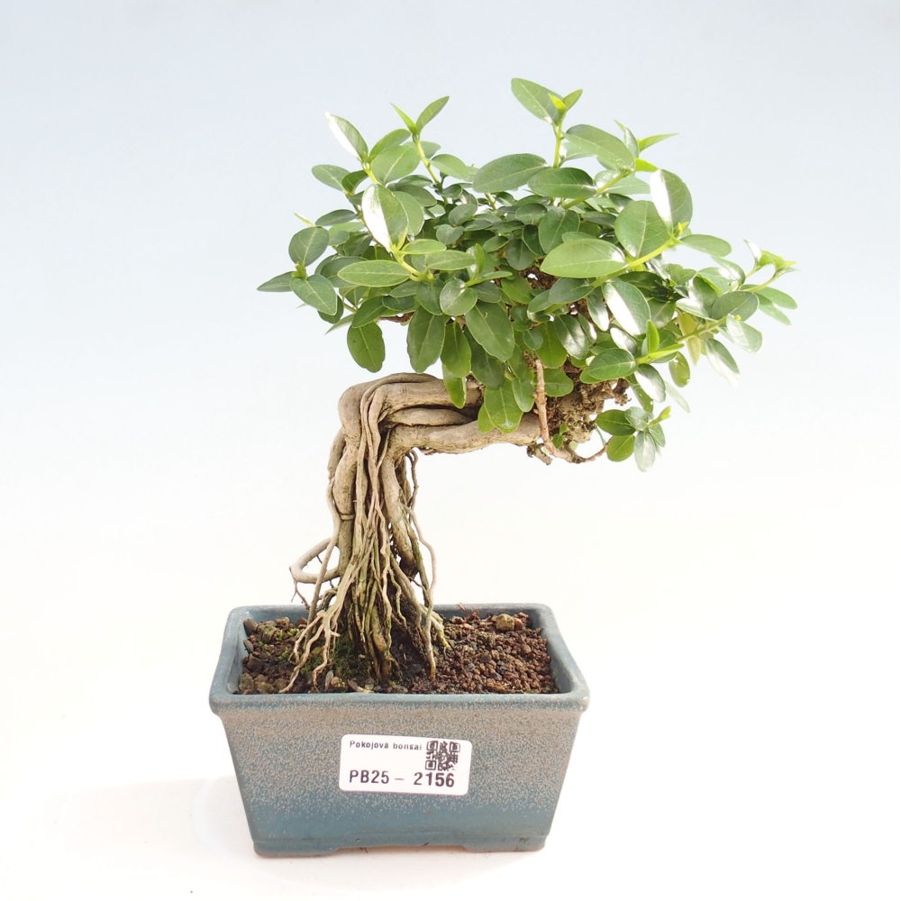 Bonsai wewnętrzne - Premna serratifolia - Kozlovon drobnolistny