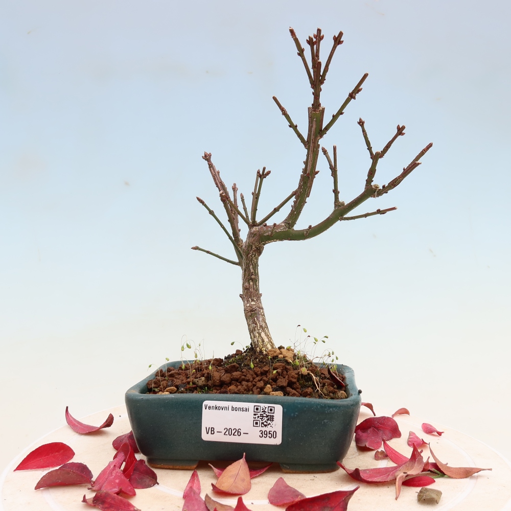 Bonsai ogrodowe – Euonymus alatus comactus – skrzydlaty