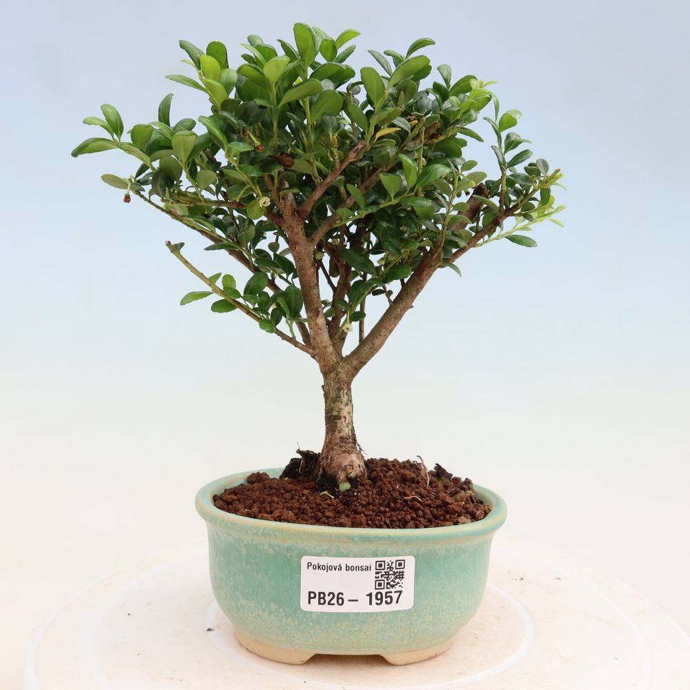 Pokój bonsai - Ilex crenata - Ostrokrzew