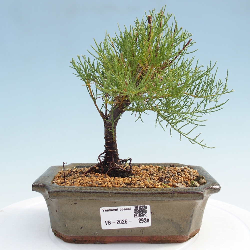 Bonsai na zewnątrz - Tamarix - Tamarix