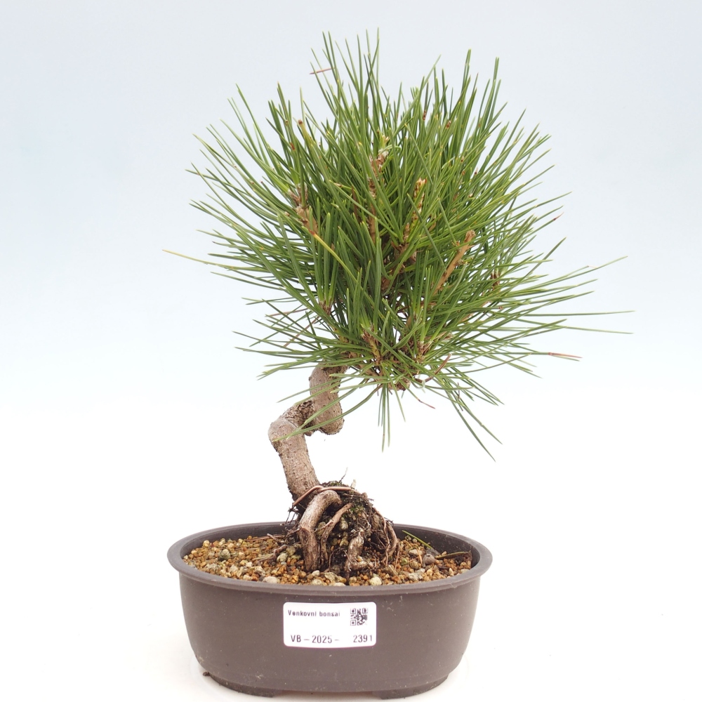 Bonsai ogrodowe - Pinus thunbergii - Sosna Thunbergia