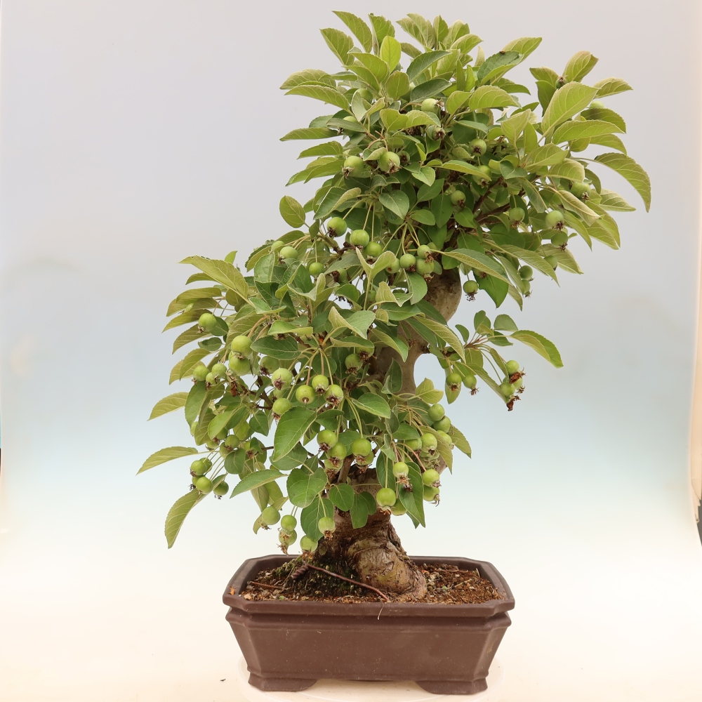 Outdoor bonsai - Malus halliana - Jabłoń drobnoowocowa
