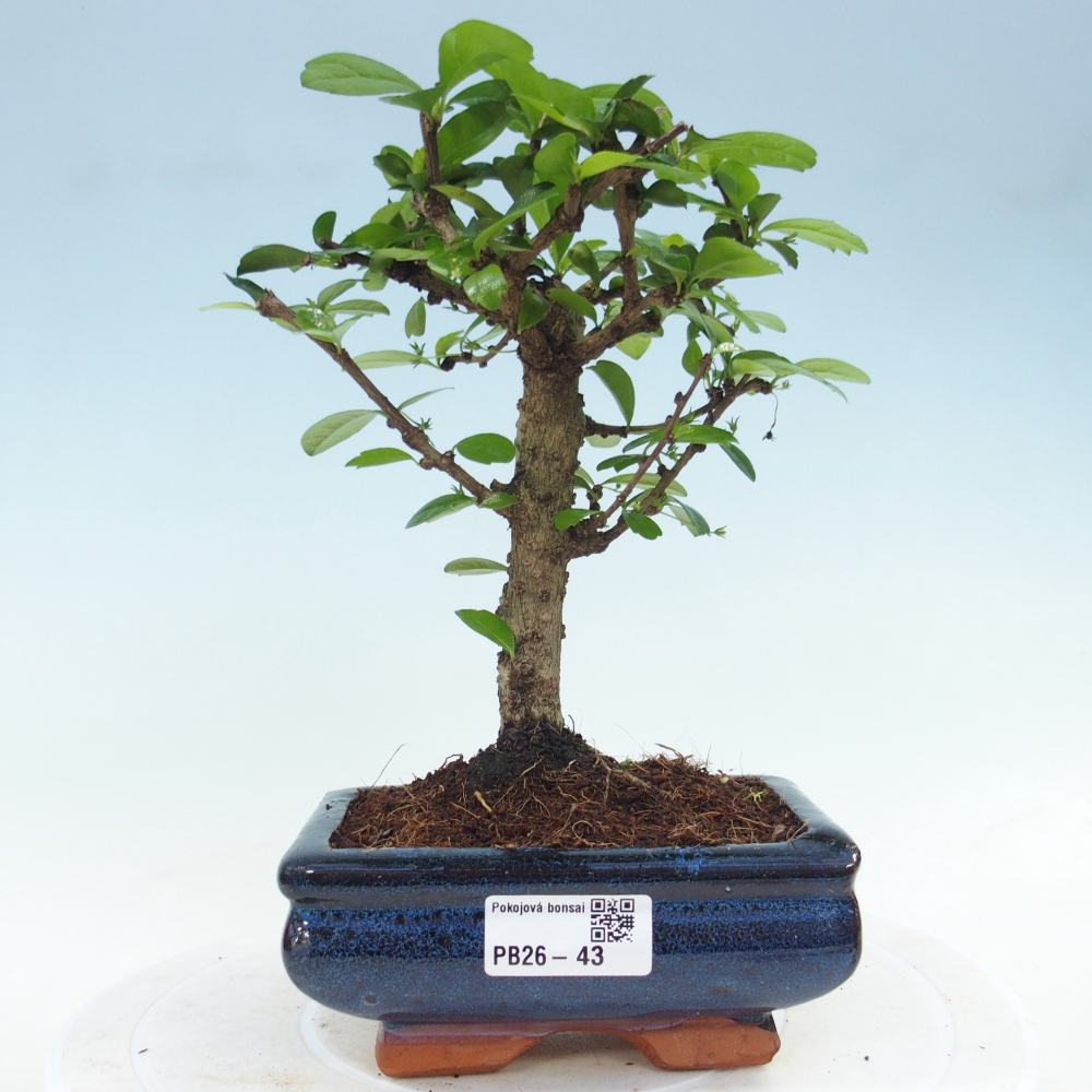 Bonsai pokojowe - Carmona macrophylla - Tea fuki