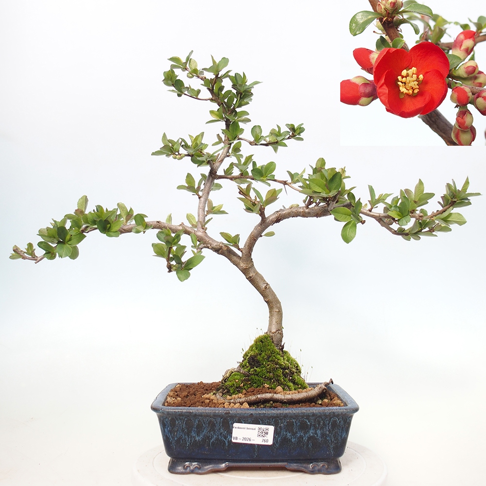 Outdoor bonsai - Chaneomeles sup. Nicoline - Pigwa