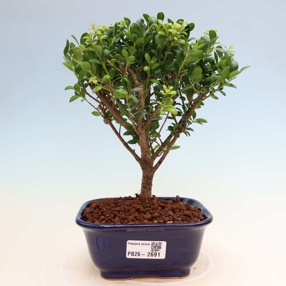 Pokój bonsai - Ilex crenata - Ostrokrzew