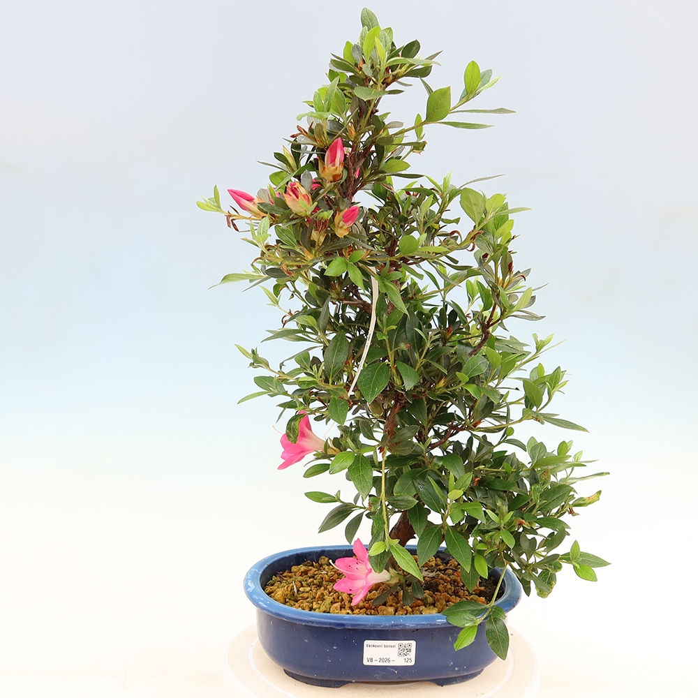 Outdoor bonsai - Azalia japońska - Azalia Yoko