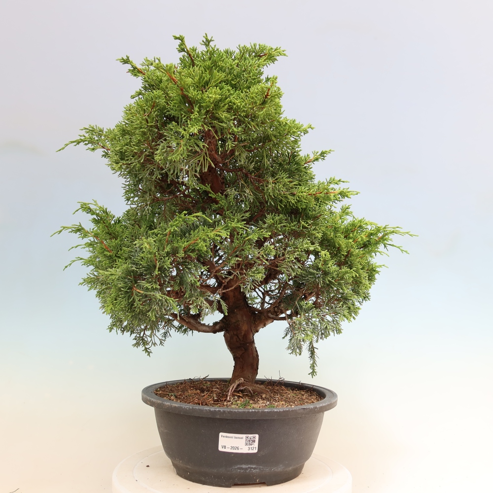 Bonsai ogrodowe – Juniperus chinensis Itoigawa – jałowiec chiński