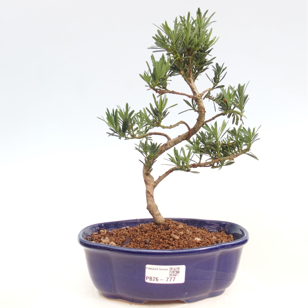 Pokój bonsai - Podocarpus - Kamienny cis