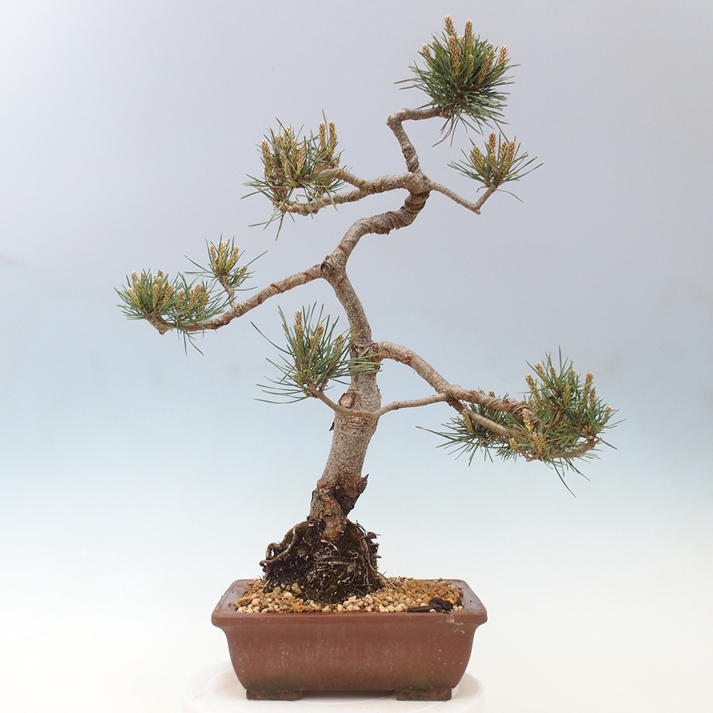 Outdoor bonsai - Pinus Sylvestris - sosna zwyczajna